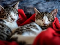 Cats may have ‘attachment styles’ that mirror people’s