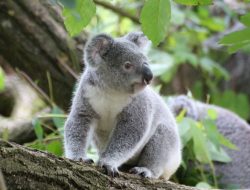Fecal transplants might help make koalas less picky eaters
