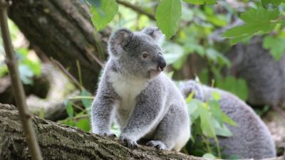 Fecal transplants might help make koalas less picky eaters