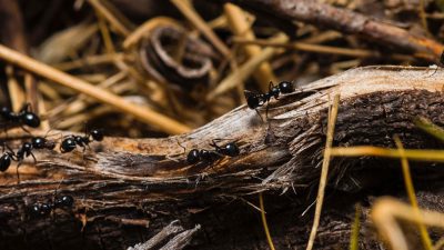 Flipping a molecular switch can turn warrior ants into foragers