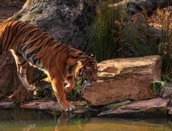 The tiger ‘gift’ that horrified Polish rescuers