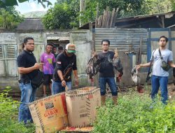 Tim Puma 1 Gerebek Judi Sabung Ayam di Kota Bima