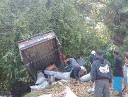 Kecelakaan Tunggal, Mobil Angkut Ubi Kayu Terjun ke Rawa-Rawa