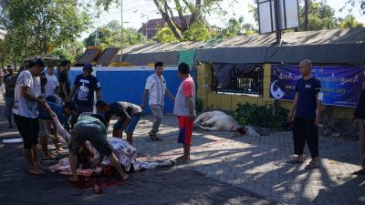 Hari Raya Idul Adha 1443 H, Polres Sumbawa Sembelih Hewan Kurban 9 Ekor Sapi