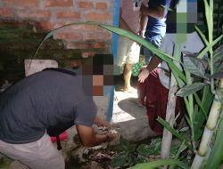 Miliki Delapan Paket Sabu, Pria Asal Pujut ini Tak Berkutik Diciduk Tim Cobra Polres Loteng