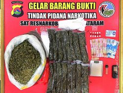 5 Kilogram Ganja dan 13,74 Gram Sabu, 4 Pria di Mataram Ditangkap Polisi