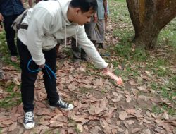 Geger, Ibu Mertua Temukan Menantu Gantung Diri di Pohon Jambu Mete