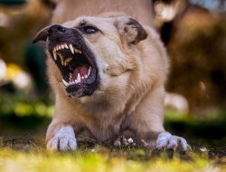 BREAKING NEWS! Waspada Gigitan Anjing Rabies di Kempo Dompu, IRT Pun Jadi Korban
