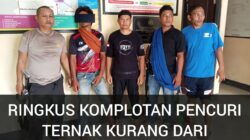 Polisi Tangkap Satu Pencuri Sapi, Satu Kabur